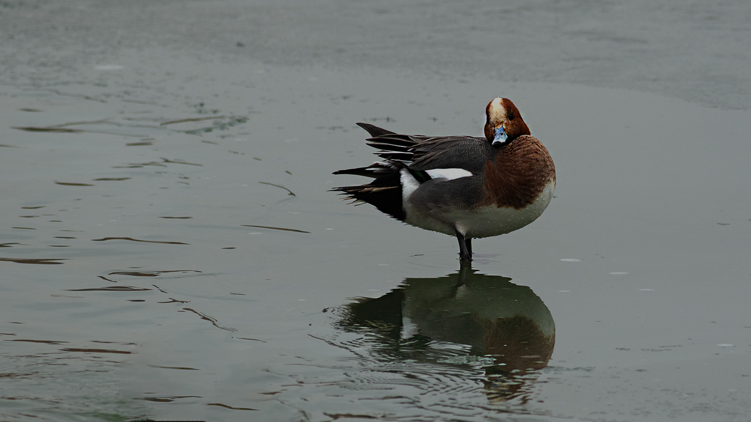 Eurasian Wigeon